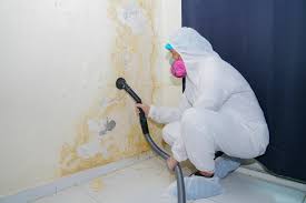 Best Environmental Consulting for Mold Prevention  in Vineyard, CA